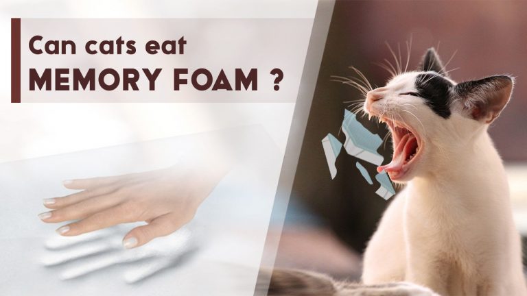 Can Cats Eat Memory Foam? What Happens When Can Eats Memory Foam?