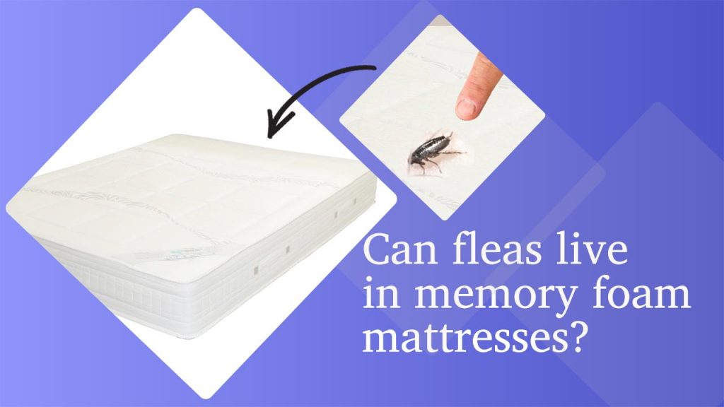 Can fleas live in memory foam mattresses?