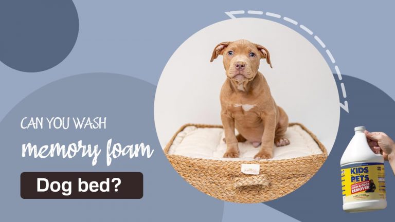 Can You a Wash Memory Foam Dog Bed? How Often Should You Wash?