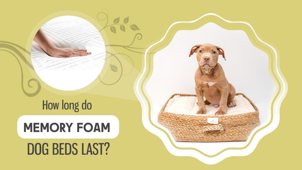 How long do memory foam dog beds last?